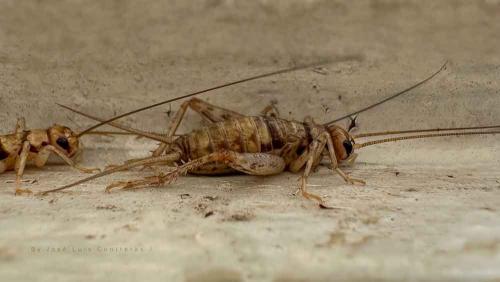 José Luis Contreras