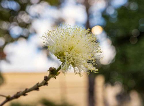 Marycarmen Solórzano