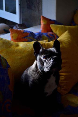 José Alfredo Flores