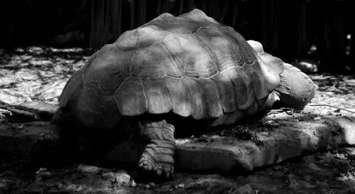 Francisco Santillana