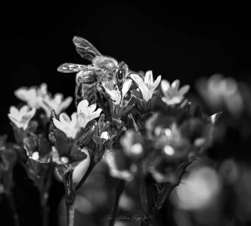 José Antonio Vázquez