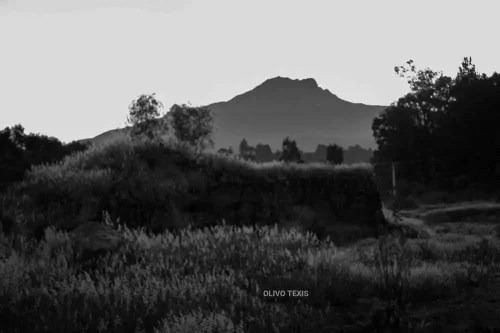 Olivo Texis