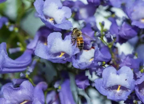 MaryCarmen Solórzano