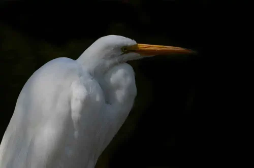 Francisco Santillana