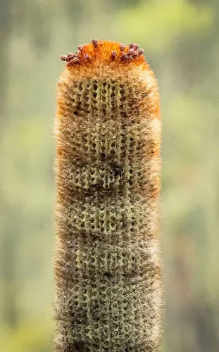 Moraima Canudas