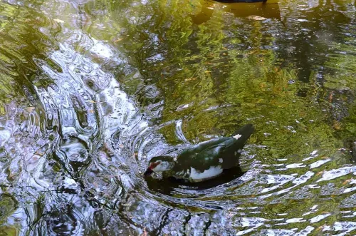 Francisco Santillana