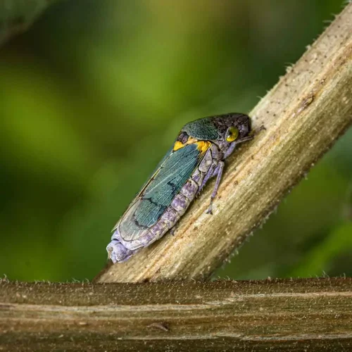 Moraima Canudas