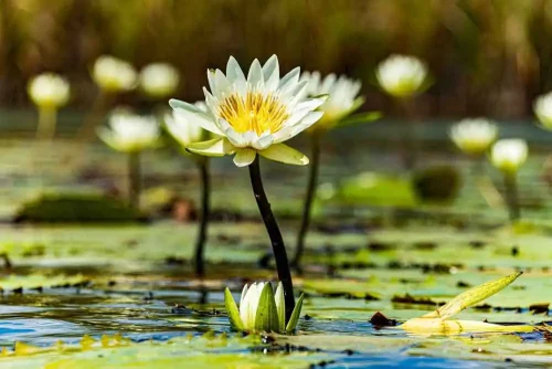 José Antonio Macbeath