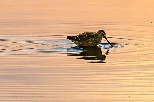 José Luis Contreras