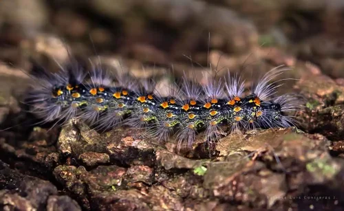 José Luis Contreras