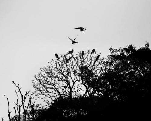 Dulce Vivar