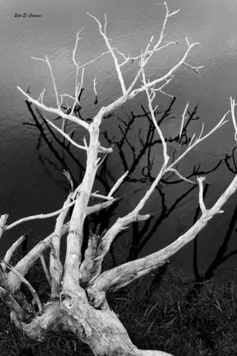 María del Carmen Solórzano