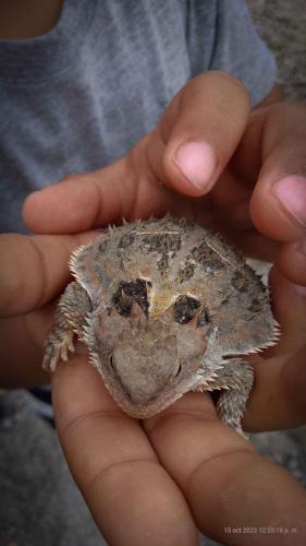 Olivo Texis