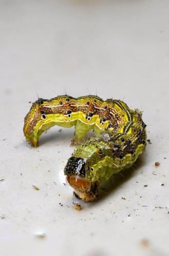 Guillermo Rodríguez