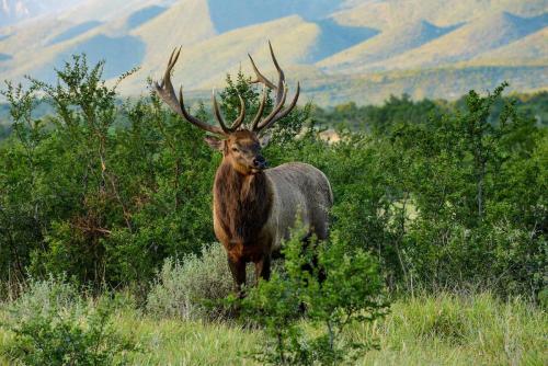 Guilltermo Rodríguez