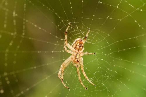 Guillermo Rodríguez