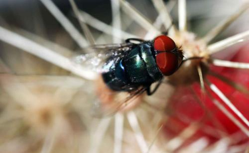María del Carmen Solórzano
