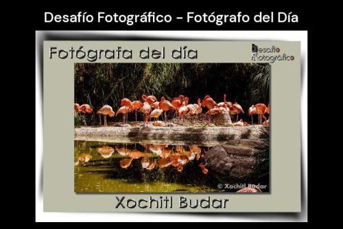 Xochitl Budar